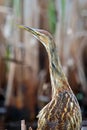 American Bittern Royalty Free Stock Photo