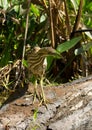 American Bittern Royalty Free Stock Photo