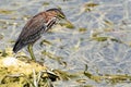 American Bittern Bird Royalty Free Stock Photo