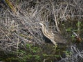 American Bittern bird fishing Royalty Free Stock Photo