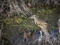 American bittern bird fishing Royalty Free Stock Photo