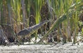 American bittern bird Royalty Free Stock Photo