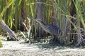 American bittern bird Royalty Free Stock Photo