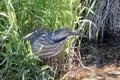 American bittern bird Royalty Free Stock Photo