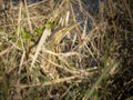 American Bittern bird well camouflaged