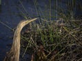 American Bittern bird well camouflaged