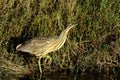 American bittern, botaurus lentiginosus