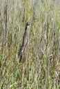 American bittern, botaurus lentiginosus Royalty Free Stock Photo