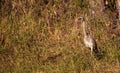 American bittern Botaurus lentiginosus bird