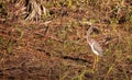 American bittern Botaurus lentiginosus bird