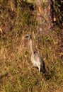 American bittern Botaurus lentiginosus bird