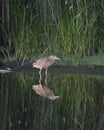 American bittern Botaurus lentiginosus, Bombay Hook National Wildlife Refuge Royalty Free Stock Photo