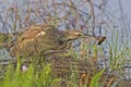 American Bittern, Botaurus lentiginosus with crayfish