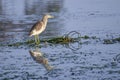 American bittern, Botaurus lentiginosus, Lake, Reflection