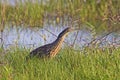 American Bittern, Botaurus lentiginosus in marsh