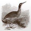 American bittern, botaurus lentiginosus in side view standing in a grassy landscape with high grasses