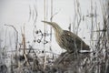 American bittern. Botaurus lentiginosus