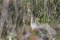 American Bittern hiding in grasses in Okefenokee Swamp Georgia Royalty Free Stock Photo