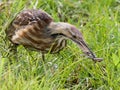 American Bittern with Frog Royalty Free Stock Photo