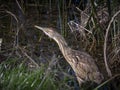 American Bittern fishing in water Royalty Free Stock Photo
