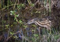 American Bittern fishing in water Royalty Free Stock Photo