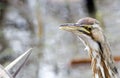 American Bittern head shot 2