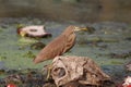 American bittern Heron Bird Standing In The Water And There Is Garbage Around Royalty Free Stock Photo
