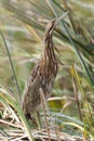 American Bittern hiding in a cattail marsh - Florida