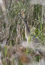 American Bittern hiding in grasses in Okefenokee Swamp Georgia Royalty Free Stock Photo