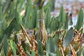 American Bittern hiding in Pickerel weed