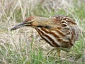 American Bittern Hunting