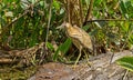 American Bittern Royalty Free Stock Photo