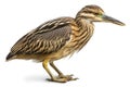 American Bittern isolate on white background