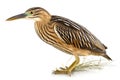 American Bittern isolate on white background