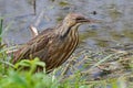 American bittern in a marsh. Royalty Free Stock Photo