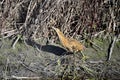 American Bittern - San Luis NWR, Los Banos