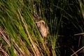 American bittern seen perched hiding in reeds during a golden hour summer morning