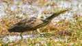 American Bittern sneaking from one hiding spot to another