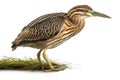 American Bittern isolate on white background