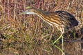 American Bittern Royalty Free Stock Photo