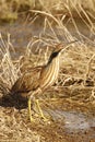American Bittern standing in brown grass or reeds with water Royalty Free Stock Photo