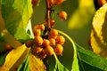 American bittersweet. Autumn yellow berries.