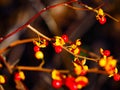 American bittersweet Celastrus scandens