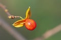 American Bittersweet Seed in Fall