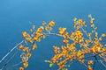 American bittersweet vine in Fall