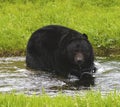American Black Bear Royalty Free Stock Photo