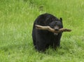 American Black Bear Royalty Free Stock Photo