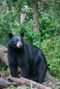 American Black Bear