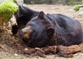 American black bear or baribal