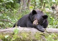 American Black Bear Royalty Free Stock Photo